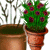Leach's Potted Plants