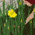 Gift Daffodils